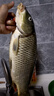 达亿瓦（DAIWA）一击 轻量鲤鱼鲫鱼草鱼罗非 进口鱼竿手杆 轻硬挺 休闲台钓 4.5m 一击F 45.K（综合） 不支持使用/试用后退换货 实拍图