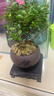 开时果 小叶赤楠盆景摆件 办公室桌面绿植花卉好养盆栽植物源头直发包邮 【推荐款】舍得紫砂盆+苔藓+底座 实拍图