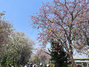 京鲜生 河北雪花梨 净重5斤 单果300g+ 生鲜水果礼盒 实拍图