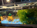 阔庭（KUOTING）缸水族箱生态桌面鱼缸新款懒人鱼缸生态造景过滤制氧一体机白色 实拍图