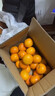 黄六爷正宗广西沃柑10斤新鲜橘子水果武砂糖皇帝橘柑桔子鸣当季整箱沃柑 3斤 小果【新鲜超甜现摘】 实拍图
