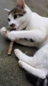 憨憨乐园猫零食木天蓼猫咪磨牙棒洁齿棒猫咬棒逗猫幼猫玩具幼猫自嗨棒5支 实拍图