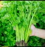 菜禾地农家大叶香菜种子苗新品种四季菜籽 澳洲大叶香菜种子约1200粒 实拍图