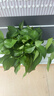双盟绿萝盆栽除甲醛花卉绿植办公室新房净化空气180加仑4盆装源头直发 实拍图