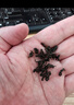 福茗源茶叶 祁门红茶 浓香特级2025新茶春茶祁门红香螺茶叶礼盒30罐500g 实拍图