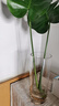吕姆克玻璃花瓶水养插花瓶水培富贵竹客厅花瓶摆件透明直筒款25cm5517 实拍图