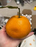 三萌果蔬四川春见耙耙柑 新鲜橘子桔子丑柑水果时令应季孕妇水果 5斤装【家庭分享｜一周美味】净4.5斤 【畅销果】最多回购丨单果80mm+ 实拍图