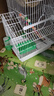 朗缤 鹦鹉活体鸟活物虎皮鹦鹉宠物活鸟玄凤鹦鹉手养鸟会说话幼鸟幼崽 2只（颜色备注+别墅笼+云梯+窝 实拍图
