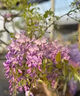 庭院紫藤树苗别墅花卉紫藤花老桩爬藤植物风景树门前大树开花盆栽 多花紫藤【2公分粗度】盆栽苗 不含盆 实拍图