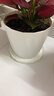 墨斗鱼花盆塑料家用轻奢高级感仿陶瓷树脂阳台多肉带托盘雅典中号白色 实拍图