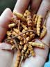 鹿章堂冬虫夏草断草高海拔精品断虫草断草虫草冬虫夏草滋补养生多买多惠 精品断虫草10克装（送1克） 实拍图