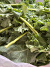 绿食者 羽衣甘蓝 绿叶甘兰嫩叶芥蓝菜kale西餐沙拉健康轻食新鲜蔬菜 500g 实拍图