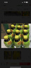 维他奶维他鸭屎香柠檬茶500ml*15瓶 整箱装 家庭聚会分享装 日期5月特价 实拍图