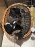 pidan混合猫砂 豆腐膨润土木薯60%:30%:10%混合2.4kg*4包自营猫砂 实拍图