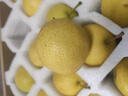 京觅 辽宁鞍山南果梨礼盒装净重4.5斤单果100g+南国梨水果源头直发 实拍图
