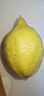 广东香水黄柠檬新鲜柠檬奶茶店专用香水黄柠檬水果产地源头直发 （带箱1斤）香水柠檬黄果单果70g起 实拍图