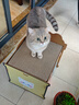 喵小元超大号猫抓板耐磨不掉屑猫窝一体四季通用猫沙发躺椅瓦楞纸美人靠 实拍图