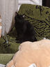 朗诺冻干棒棒糖猫零食生骨肉鸡肉成猫幼猫猫咪零食冻干猫粮 （会员专享）宠粉大礼包 实拍图