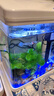 SICCE鱼缸懒人鱼缸家用客厅办公室金鱼缸中小型玻璃鱼缸过滤鱼缸 T-240F【240*165*280】 实拍图