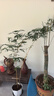 观音竹大型绿植盆栽客厅客厅桌面土培绿植易养老桩竹子盆栽室内 飘逸2米以上大苗红观音1-3杆 原基地盆 实拍图