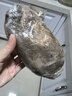 微山湖新鲜莲藕脆嫩多汁现发当季鲜藕下酒菜 清甜凉拌 精品莲藕-1斤 实拍图