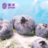 佳沃 JOYVIO 秘鲁进口蓝莓 14mm+ 礼盒装4盒 约125g/盒 水果礼盒 实拍图