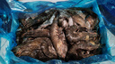 鲜京采 鲜冻大号黑虎虾 去冰净重2斤 31-40只/盒 斑节对虾 实拍图