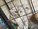 猫人女士内裤女无痕透气舒适三角裤纯棉抑菌中腰薄款短裤头 实拍图