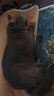 凯锐思高鲜肉无谷英短蓝猫专用猫粮幼猫成猫鲜肉冻干全价猫粮4斤 实拍图