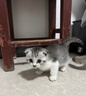 好之味海鲜味鸡肉鱼油搭配小麦玉米全价全期成猫幼猫粮5kg全年龄通用 实拍图