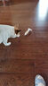 憨憨乐园宠物狗猫梳子猫毛狗狗毛猫咪梳毛器专用刷毛去除清理去浮毛神器 实拍图