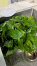小冤家绿萝盆栽室内花卉绿植绿箩水养花卉盆景桌面办公客厅水培大叶绿色 精品180#绿萝1盆装【买2盆送1盆】 实拍图
