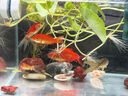 高清热弯浮法透明玻璃鱼缸客厅家用造景装饰生态中小型生态金鱼缸 热弯鱼缸-简易升级套餐 长40*宽23*高25cm 实拍图