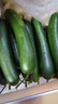 京鲜生 山东荷兰水果黄瓜净重5斤 单果70g+ 健康轻食早餐 源头直发 实拍图