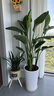 Only you【两小时达】发财树大型盆栽绿植花卉室内客厅办公室开业乔迁送礼 天堂鸟 实拍图
