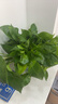 双盟绿萝盆栽除甲醛花卉绿植办公室新房净化空气180加仑4盆装源头直发 实拍图