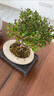 开时果 小叶赤楠盆景摆件 办公室桌面绿植花卉好养盆栽植物源头直发包邮 灰白蛋形盆+苔藓+底座 实拍图