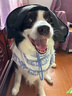 SMARTBONES狗狗磨牙棒狗咬胶零食幼犬训练奖励耐咬骨头小型犬泰迪 牛肉味迷你洁骨 4包共64支1020g 实拍图