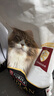 冠能猫粮 英短美短益肾优护宠物成猫全价猫粮 三文鱼成猫粮7kg(效期至26年10月) 实拍图