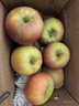 【已售万单】 源头果园冰糖心苹果 红富士苹果 新鲜脆甜水果 约10-14枚 单果130g起丨净4.5斤 实拍图