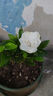 绿有意 绿植花卉办公室客厅桌面盆栽摆件简约创意网红北欧绿植ins云朵盆 栀子花+甜甜圈PET树脂盆+托盘+肥料 北欧风格网红绿植 实拍图