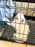 憨憨宠猫笼折叠猫笼子大号猫别墅加粗加密双层猫舍猫窝宠物猫咪用品家用 黑色 600双层 实拍图