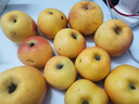 疆域采虹正宗陕西蒲城酥梨 现摘梨子酥脆多汁应季水果新鲜整箱 精选5斤超值装 净重约为4斤+ 实拍图