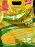 十月稻田 黄糯玉米 3.52斤(220g*8根) 25年新玉米 低脂 早餐零食 东北玉米 实拍图