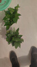 双盟绿萝盆栽除甲醛花卉绿植办公室新房净化空气 120款10盆源头直发 实拍图