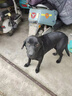亚禾狗狗磨牙棒零食混合口味小型犬泰迪比熊幼犬狗咬胶洁齿骨270g*3包 实拍图