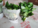 双盟绿萝盆栽除甲醛办公室新房净化空气180款白色吸水盆4盆源头直发 实拍图