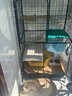 腆宠 猫笼 猫别墅猫笼子带厕所大号加粗方管猫窝猫舍猫屋家用宠物笼子 实拍图