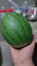 现摘现发2k西瓜当季手剥薄皮小糖丸西瓜新鲜水果冰糖子小西瓜 3-4斤（1-2个） 实拍图