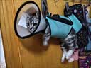 遇萤猫咪剪指甲固定包神器防抓控猫袋洗澡防咬控制悬挂式宠物美容吊床 湖蓝色XS【建议6斤内】 送两个挂钩 实拍图